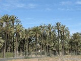 Palmeral de Elche