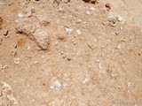 Fósiles de la Playa El Playazo
