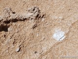 Fósiles de la Playa El Playazo