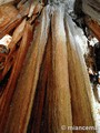 Cuevas del Cerro del Águila