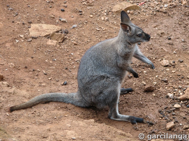 Parque Natural de Cabárceno