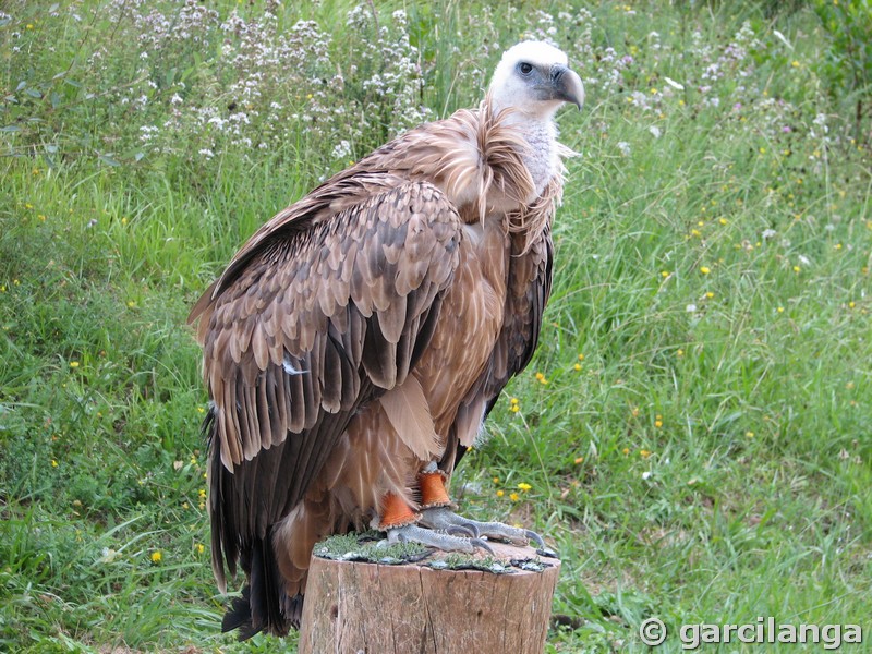 Parque Natural de Cabárceno