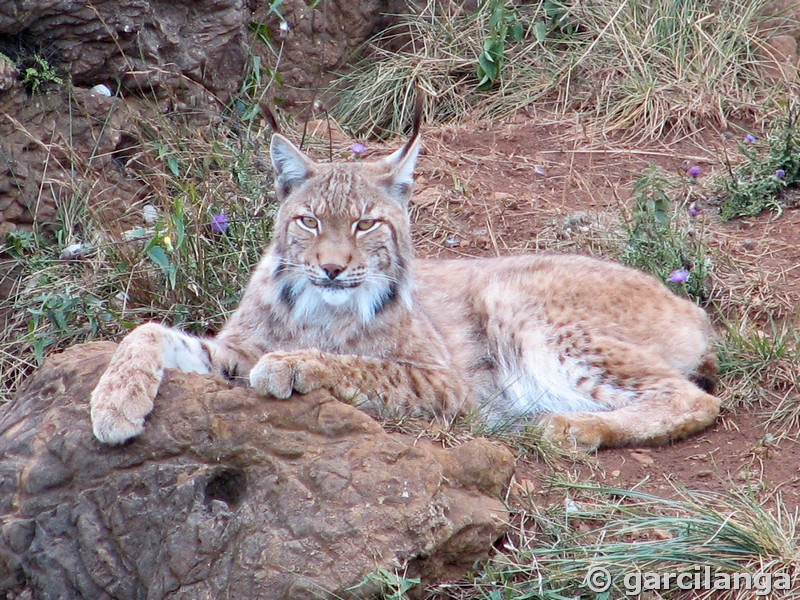 Parque Natural de Cabárceno