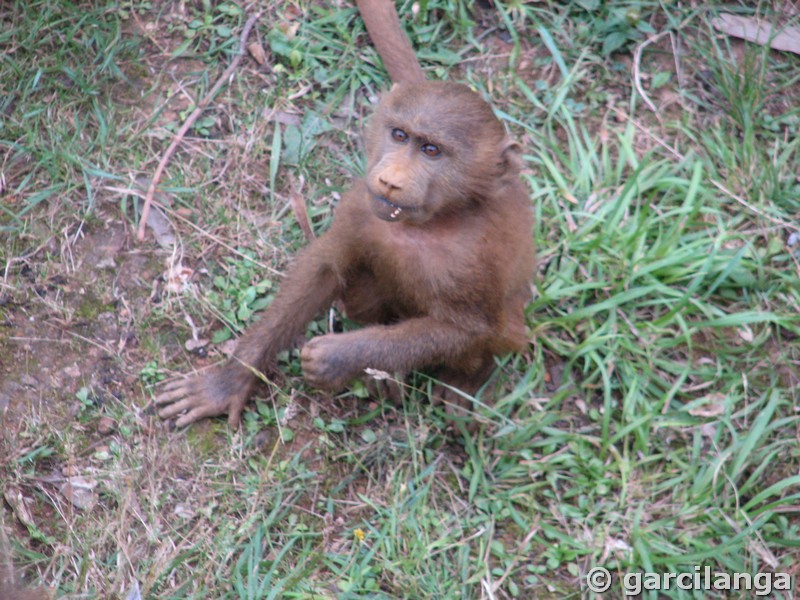 Parque Natural de Cabárceno