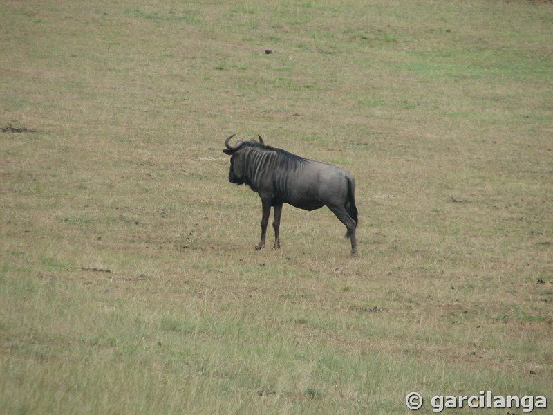 Parque Natural de Cabárceno