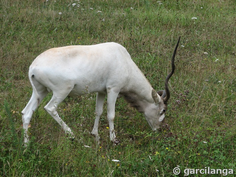 Parque Natural de Cabárceno