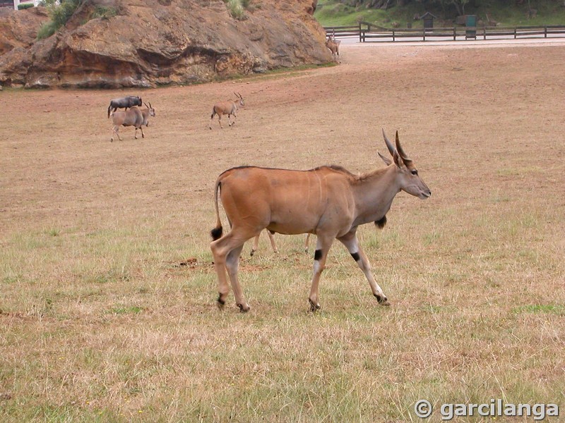 Parque Natural de Cabárceno