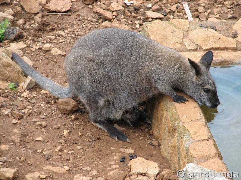 Parque Natural de Cabárceno