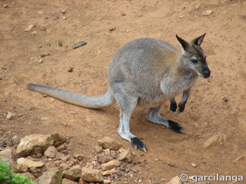 Parque Natural de Cabárceno