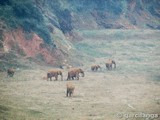 Parque Natural de Cabárceno