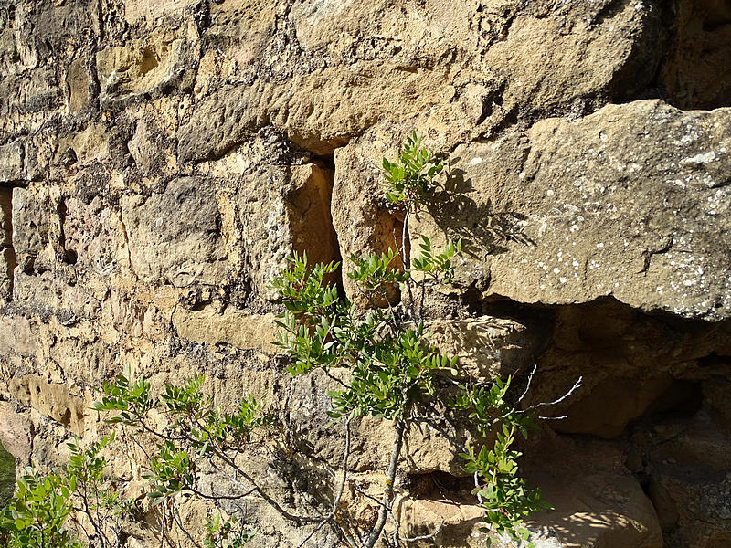 Torre de Monte Vira