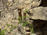 Torre de Monte Vira