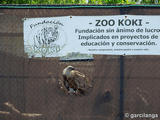 Zoo Koky